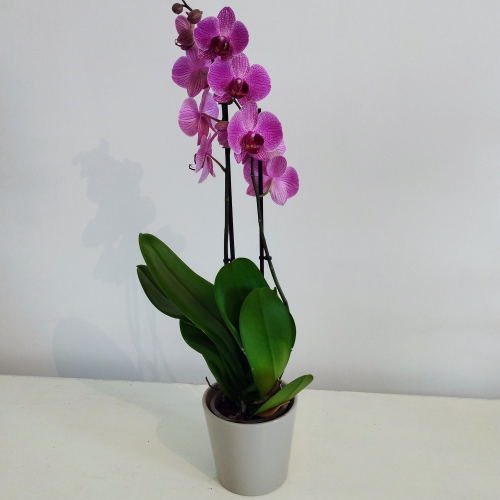 Orchidée Phalaenopsis Purple Vein