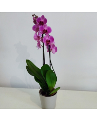 Orchidée Phalaenopsis Purple Vein
