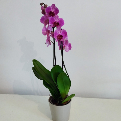 Orchidée Phalaenopsis Purple Vein