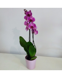Orchidée Phalaenopsis Purple Vein