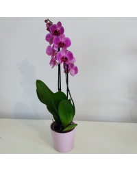 Orchidée Phalaenopsis Purple Vein