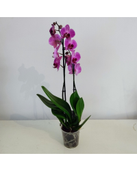 Orchidée Phalaenopsis Purple Vein