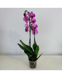 Orchidée Phalaenopsis Purple Vein