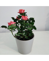 Rosier Kordana Orange