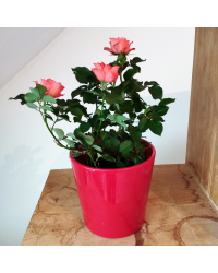 Rosier Kordana Orange
