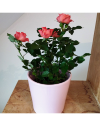 Rosier Kordana Orange