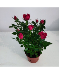 Rosier Kordana Rouge