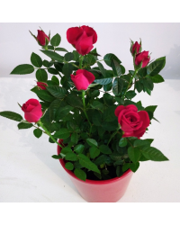 Rosier Kordana Rouge