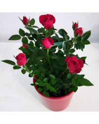 Rosier Kordana Rouge