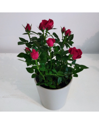 Rosier Kordana Rouge