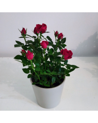 Rosier Kordana Rouge