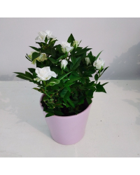 Rosier Kordana Blanc