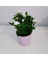 Rosier Kordana Blanc