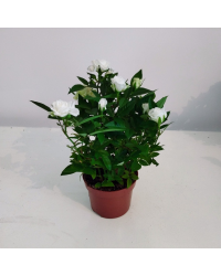 Rosier Kordana Blanc
