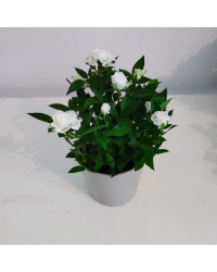 Rosier Kordana Blanc