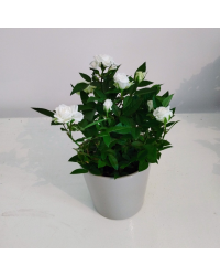 Rosier Kordana Blanc