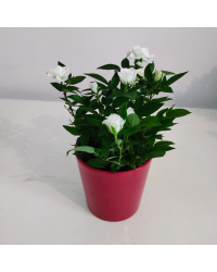 Rosier Kordana Blanc
