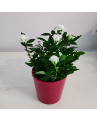 Rosier Kordana Blanc