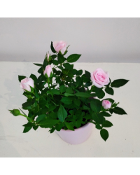 Rosier Kordana Rose