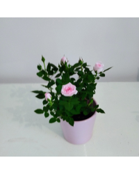 Rosier Kordana Rose