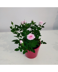 Rosier Kordana Rose