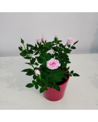 Rosier Kordana Rose