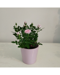 Rosier Kordana Rose