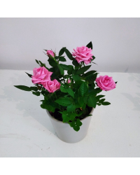 Rosier Kordana Rose