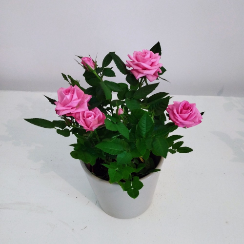 Rosier Kordana Rose