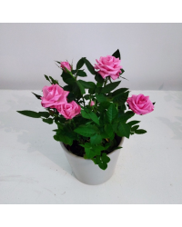 Rosier Kordana Rose