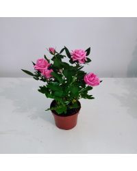 Rosier Kordana Rose