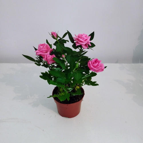 Rosier Kordana Rose