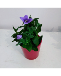 Platycodon Grandiflorus Bleu