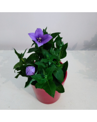Platycodon Grandiflorus Bleu