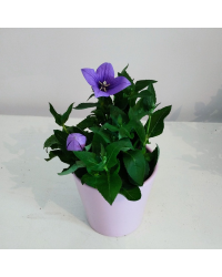 Platycodon Grandiflorus Bleu