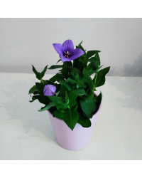 Platycodon Grandiflorus Bleu