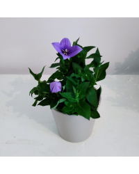 Platycodon Grandiflorus Bleu