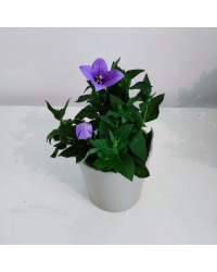 Platycodon Grandiflorus Bleu