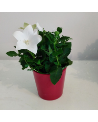 Platycodon Grandiflorus Blanc