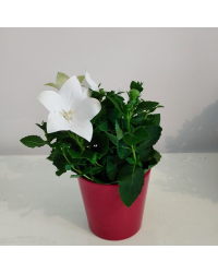 Platycodon Grandiflorus Blanc