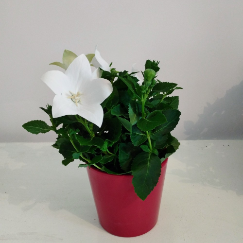 Platycodon Grandiflorus Blanc