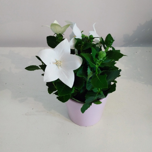 Platycodon Grandiflorus Blanc