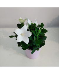 Platycodon Grandiflorus Blanc