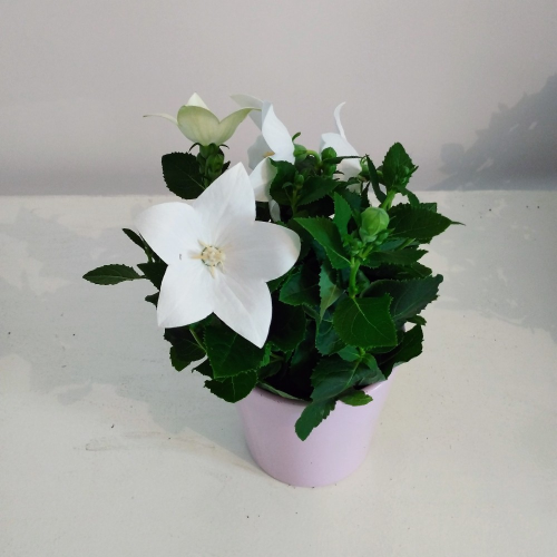 Platycodon Grandiflorus Blanc