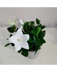 Platycodon Grandiflorus Blanc