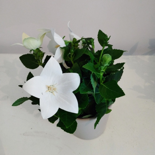 Platycodon Grandiflorus Blanc