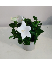Platycodon Grandiflorus Blanc