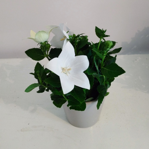 Platycodon Grandiflorus Blanc