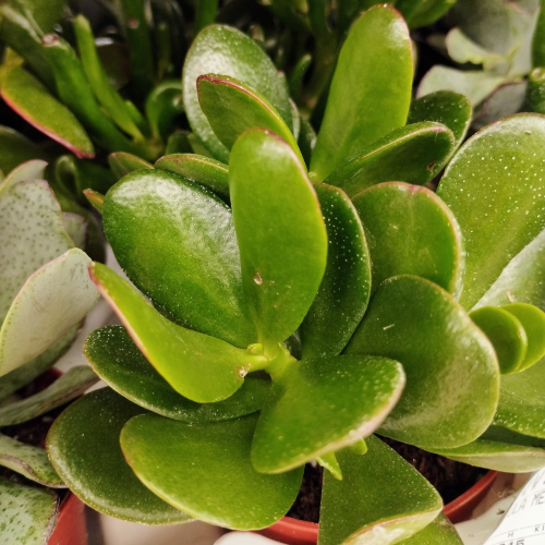 Succulente Crassula Arborescens