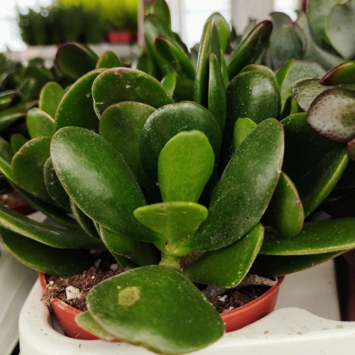 Succulente Crassula Arborescens